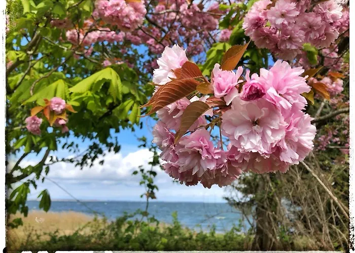 Meridiamus 2 - Ferienhaeuschen In Boddennaehe بيت للعطل *